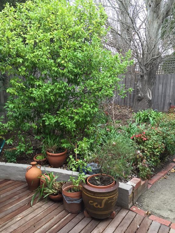 Garden Cottage St Kilda Melbourne Exteriör bild